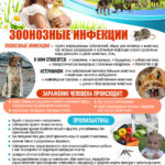 Зоонозные инфекции