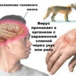 Бешенство: профилактика и меры предосторожности