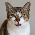 Профилактика бешенства