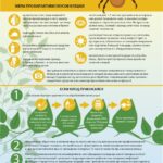 Сезон активности КЛЕЩЕЙ